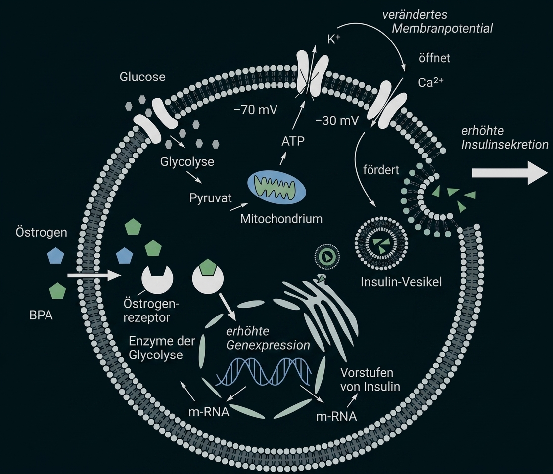 Schematische Darstellung einer Zelle mit Insulinsekretion und Einfluss von Glucose, Östrogen und BPA.